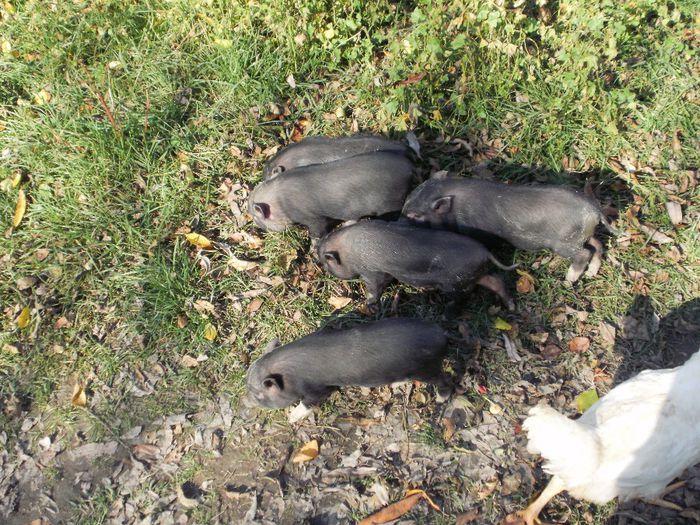 PA220036 - Porci vietnamezi