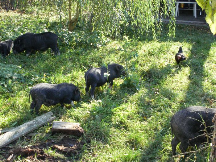 PA220038 - Porci vietnamezi