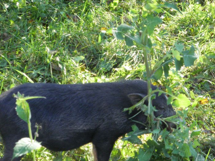 PA220039 - Porci vietnamezi