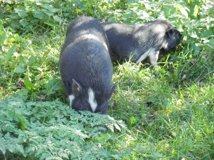 PA220040 - Porci vietnamezi