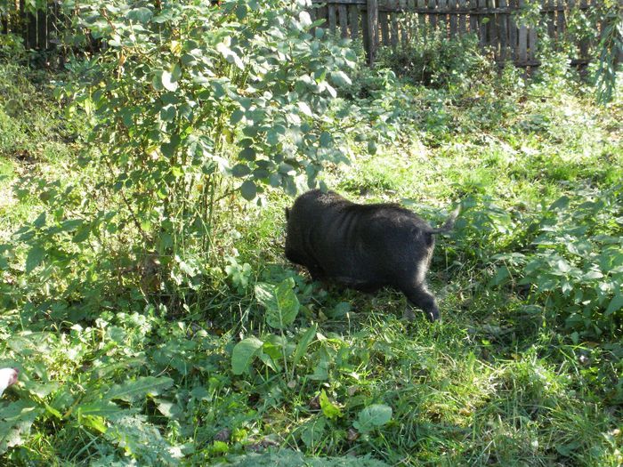 PA220045 - Porci vietnamezi