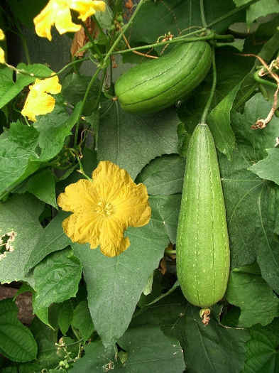 luffa