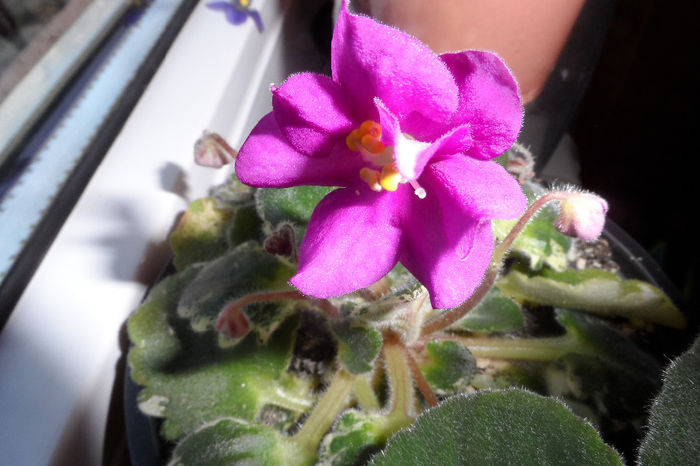 Ski Jems(mini violeta), puiut cumparat de la Arianna - Violete africane
