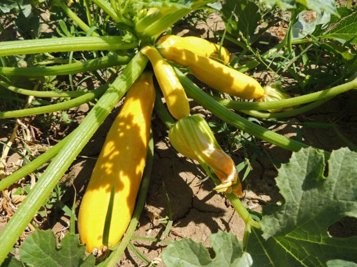 zucchini golden - DOVLECEL ZUCCHINI GOLDEN