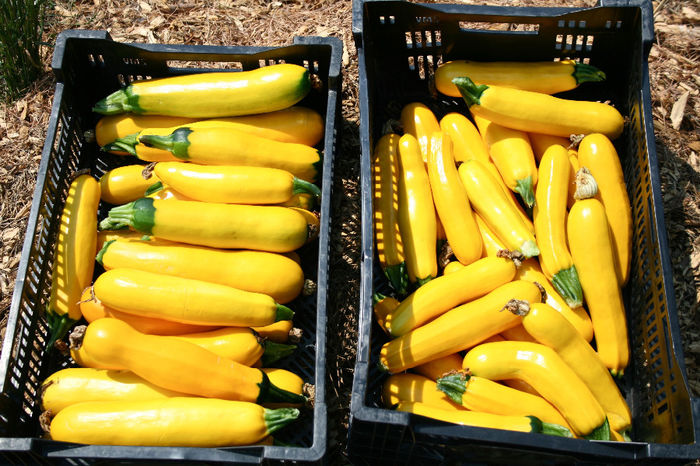 Dovlecel Galben - DOVLECEL ZUCCHINI GOLDEN