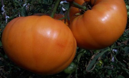 ROSII AMANA ORANGE - TOMATE  AMANA ORANGE