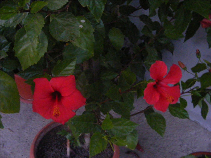 DSCF0241 - Hibiscus 2013 2014 2015-2016