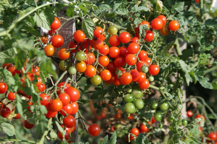 tomate cherry cireasa