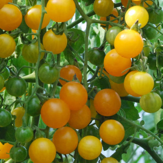 tomate cherry gold currant - TOMATE CHERRY GOLD CURRANT