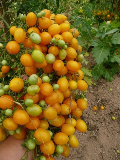 tomate cherry galbene - TOMATE CHERRY YELLOW