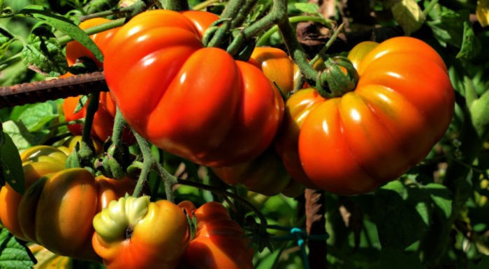 costoluto fiorentino - TOMATE COSTOLUTO FIORENTINO