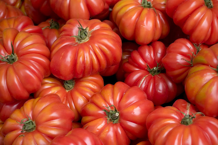 tomate costoluto fiorentino - TOMATE COSTOLUTO FIORENTINO