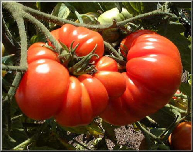 costoluto_genovese - TOMATE COSTOLUTO GENOVEZE