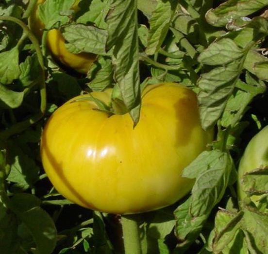 dixie golden giant - TOMATE DIXIE GOLDEN GIANT