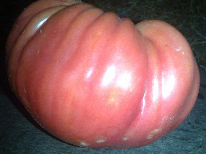 rosii giant belgium - TOMATE GIANT BELGIUM