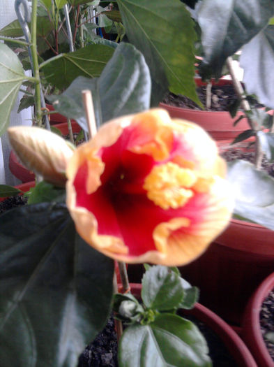 Oberon - Hibiscusi si Bougainvillea