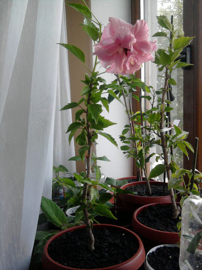 Roz pal-multumesc Ramonna