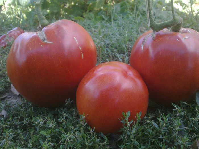 040920131567 - TOMATE INDIANA RED