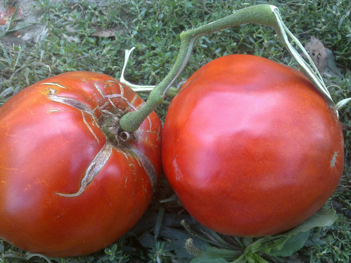 040920131564 - TOMATE INDIANA RED