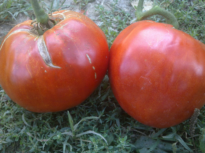 040920131563 - TOMATE INDIANA RED