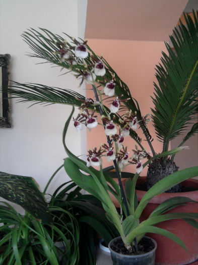 Orhideea oncidium