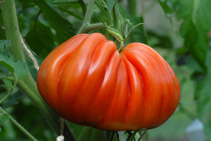 tomate inima de bou albenga - TOMATE INIMA DE BOU ALBENGA