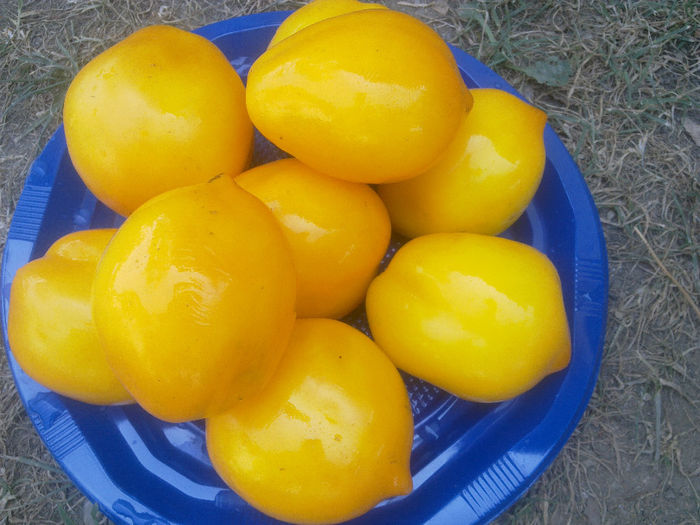 130820131468 - TOMATE LEMON PLUM