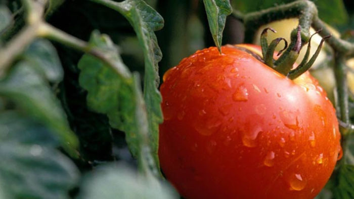 tomate de prahova - TOMATE ROMANESTI DE PRAHOVA