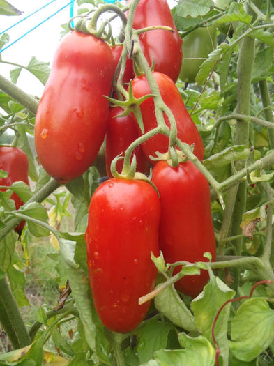 san marzano rosii - TOMATE SAN MARZANO 3