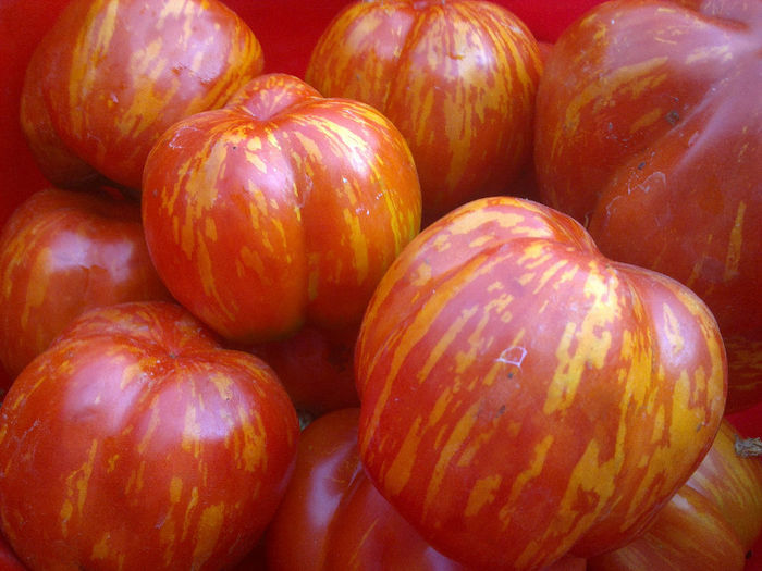 080820131415 - TOMATE STRIPED STUFFER