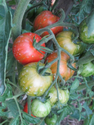 tomate tigerella - TOMATE TIGERELLA