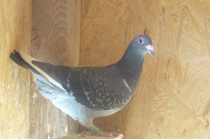 mascul 2010 dutu justinel