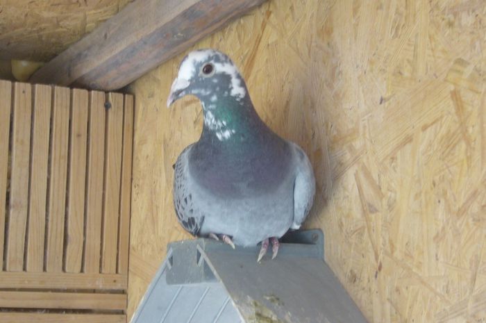 femela 2011 dutu justinel