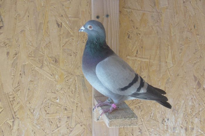 bulgar 2011 de vanzare