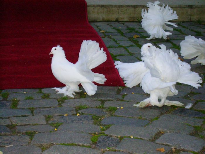 041 - Porumbei pentru nunta