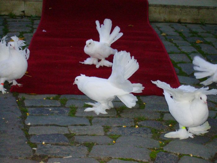 042 - Porumbei pentru nunta