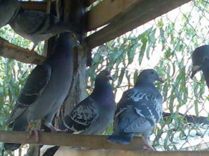 negrul leftat 2006 stichelbout 100%.pui din originali izdrea petre