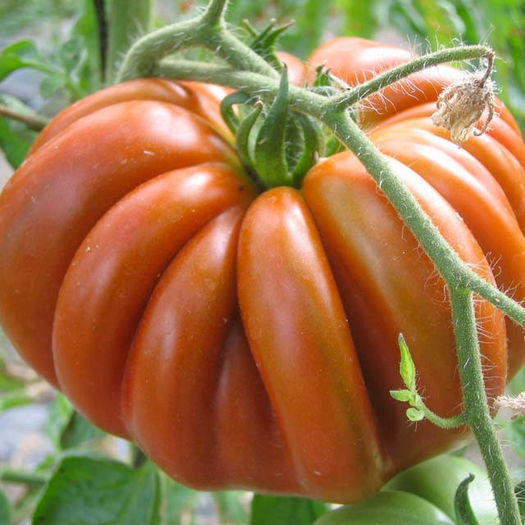 TLACOLULA MEXIC - TOMATE TLACOLULA MEXIC