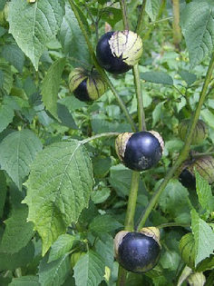 TomatilloPurple - TOMATE TOMATILLO PURPLE