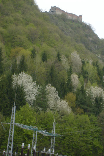 S6300568 - curtea de arges