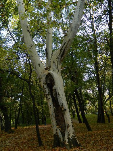 DSCN5771