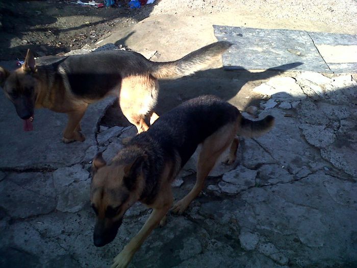 IMG00905-20131022-1055