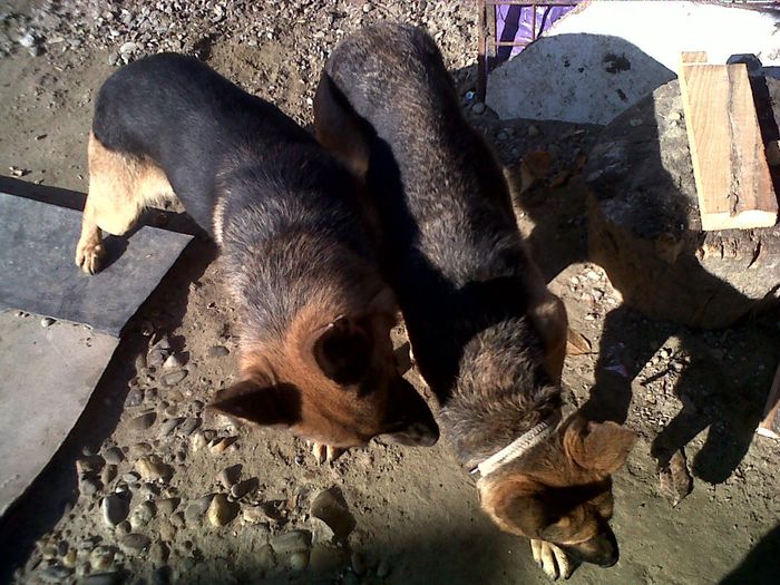 IMG00914-20131022-1057