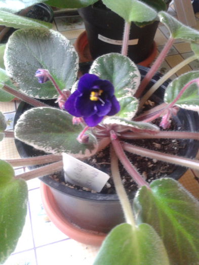 Very Indigo; Very indigo
