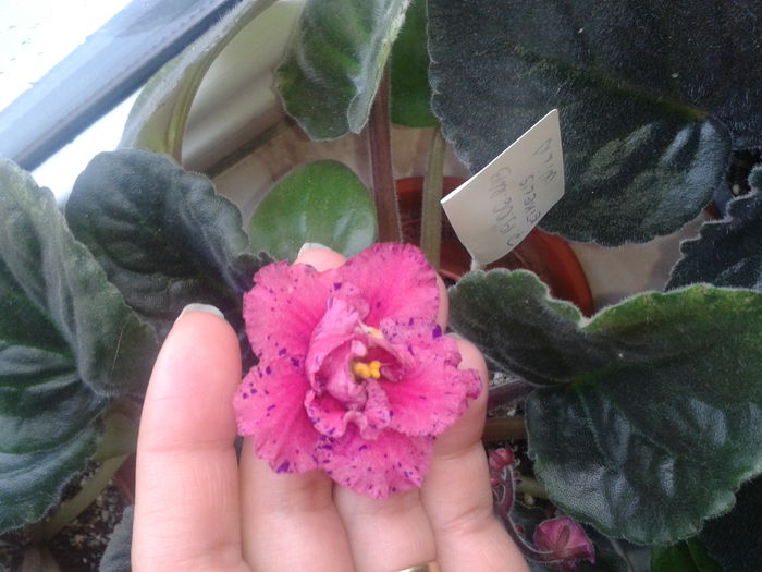 2013-10-25 09.22.12; Ethel's wild
