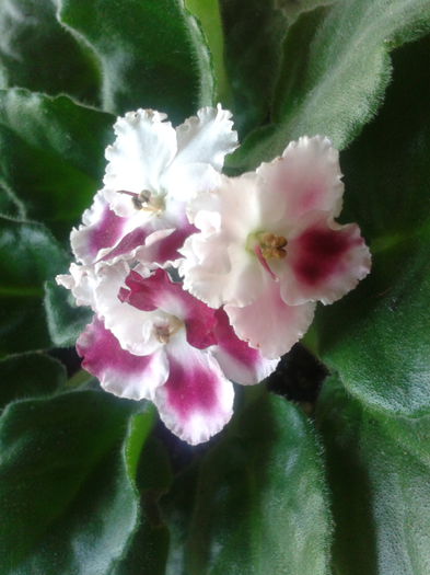 2013-10-25 09.23.24; Rhapsody anika
