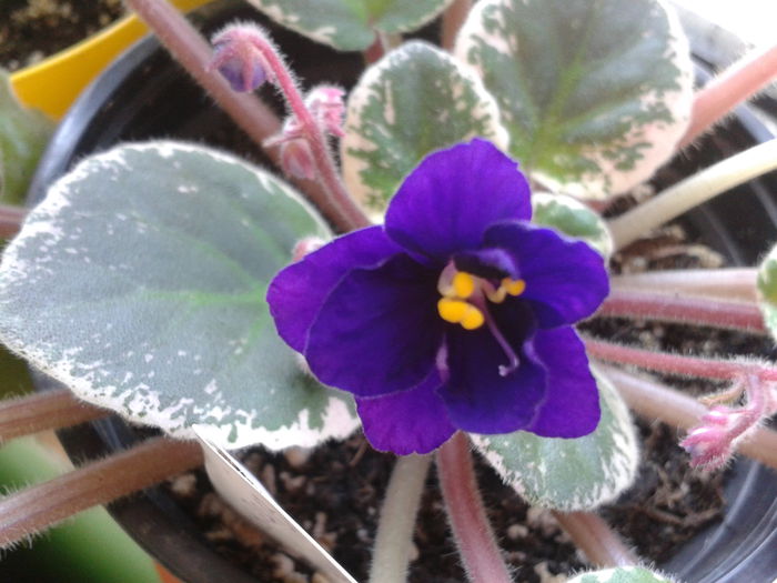 2013-10-23 14.06.28; Very Indigo
