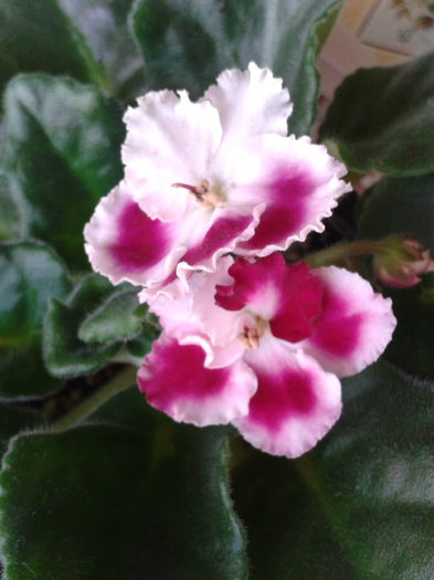 2013-10-20 13.43.10; Rhapsody anika
