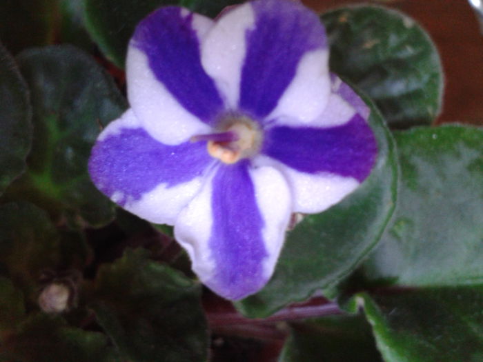 2013-10-20 13.44.01; Inova chimera
