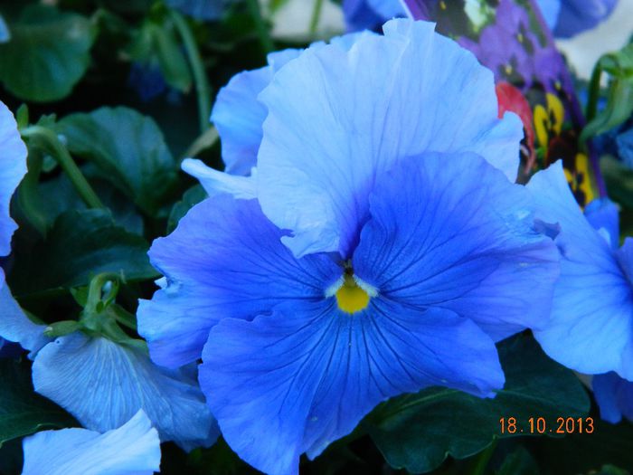 005 - 04_TOAMNA